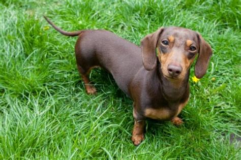 razze di cani piccoli che non crescono|13 Razze di Cani piccoli che NON crescono mai .